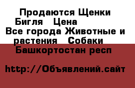 Продаются Щенки Бигля › Цена ­ 35 000 - Все города Животные и растения » Собаки   . Башкортостан респ.